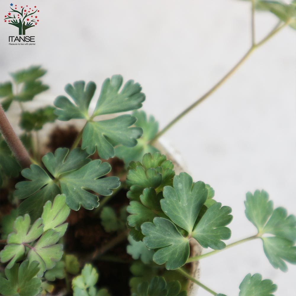 み❤️ 希少　花付き！特大カカオ苗木　チョコレートの木 楽天市場】大株 チョコレートの木（カカオの木）《熱帯果樹苗》樹高40