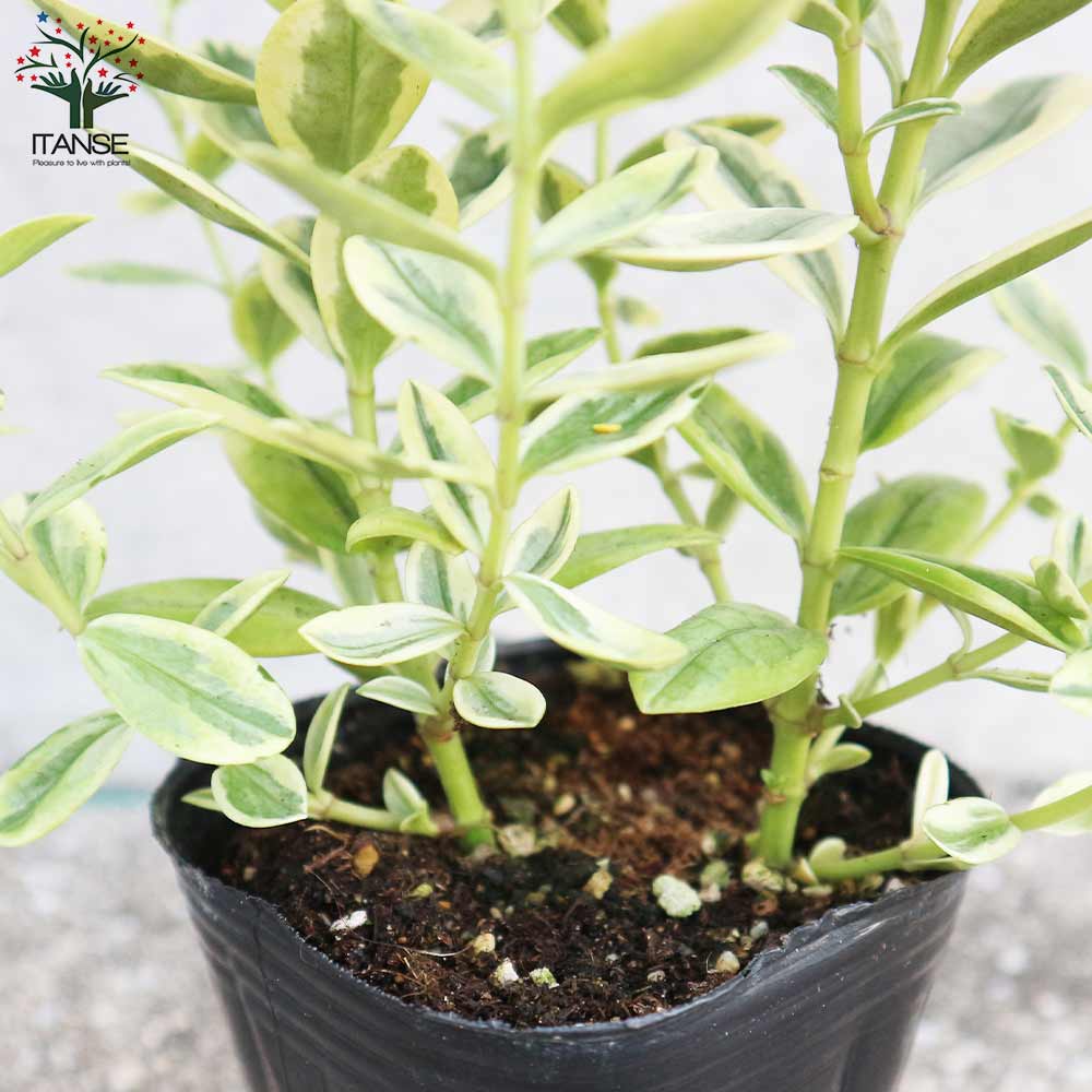 【現品】アガベ・マーフィー・バリエガータ　斑入りマーフィー　8号　３S番 現品】アガベ・マーフィー・バリエガータ 斑入りマーフィー 8号 3S番