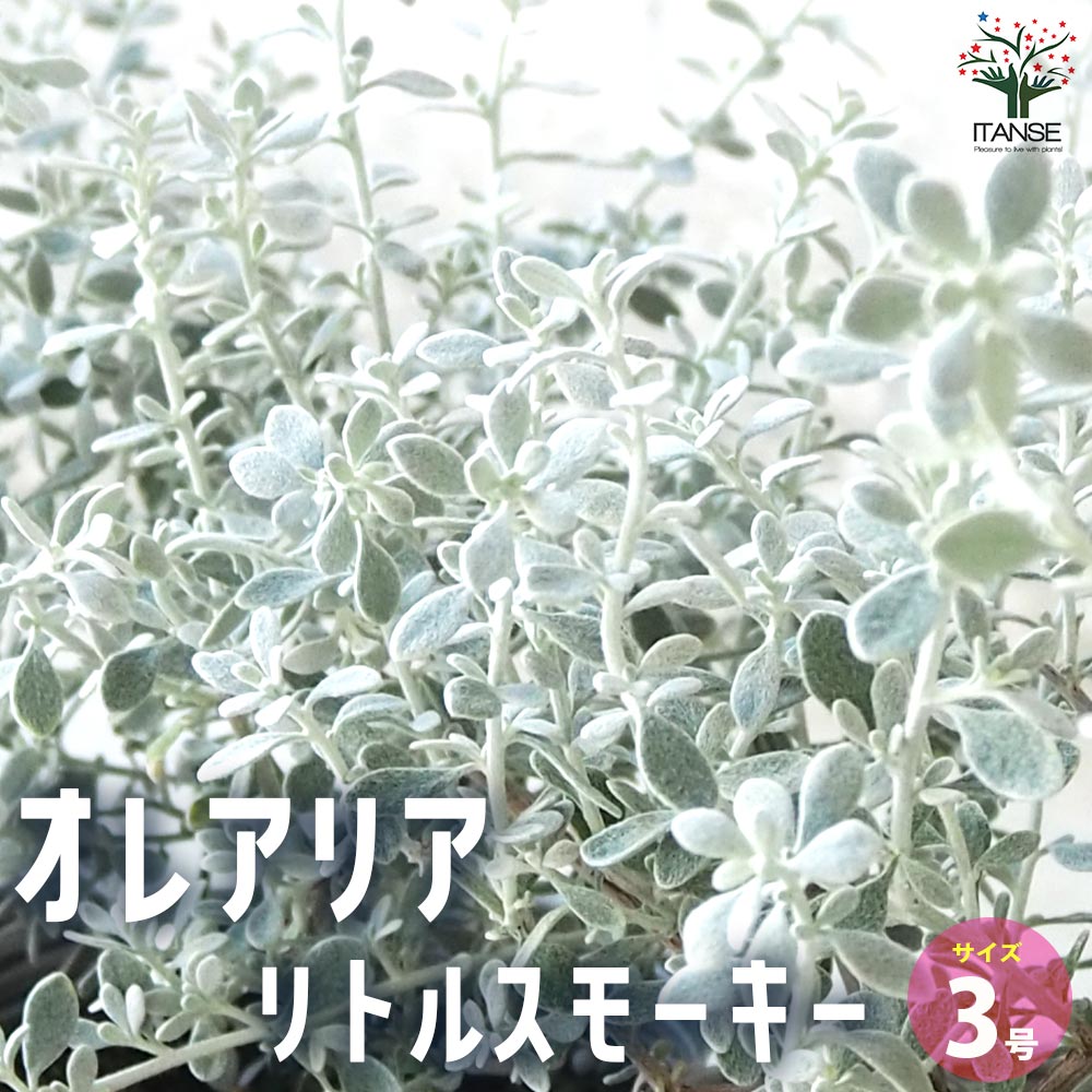 オレアリア リトルスモーキー【花苗 3号ポット苗】