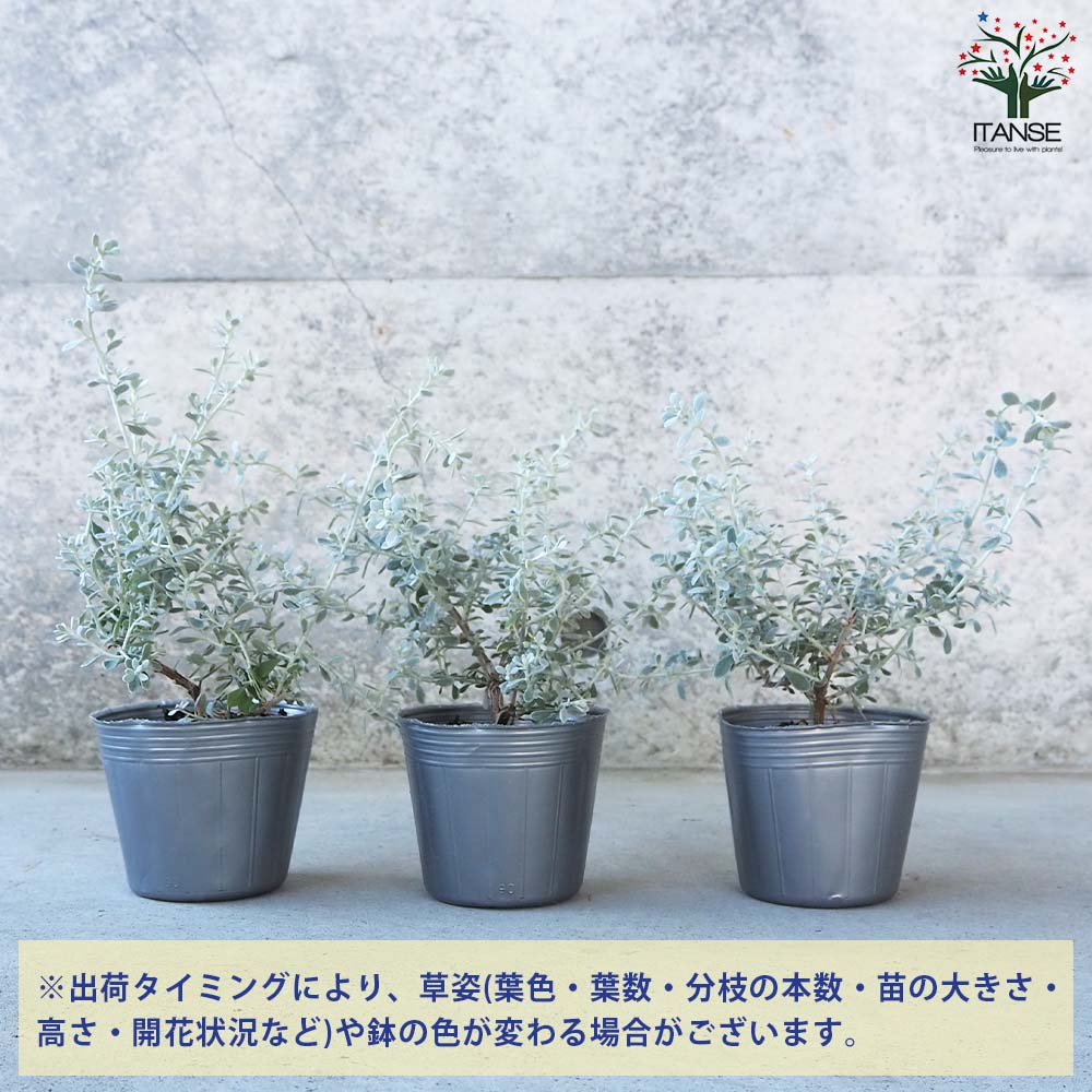 オレアリア リトルスモーキー【花苗 3号ポット苗】