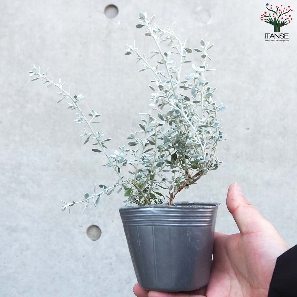 オレアリア リトルスモーキー【花苗 3号ポット苗】