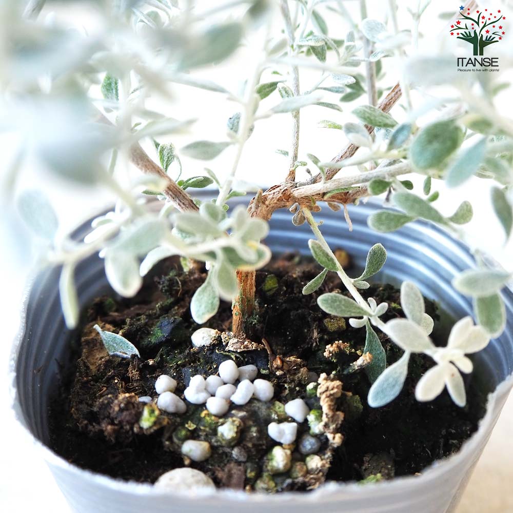 オレアリア リトルスモーキー【花苗 3号ポット苗】