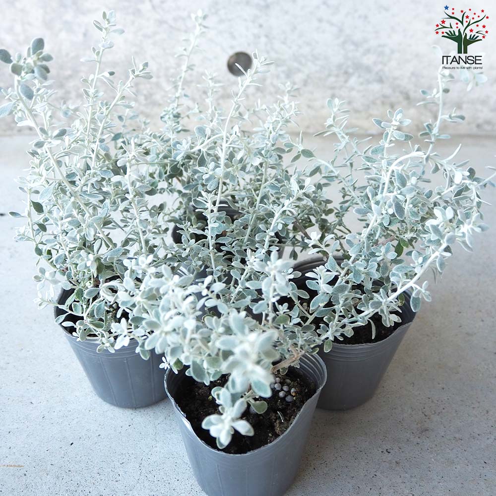 オレアリア リトルスモーキー【花苗 3号ポット苗】