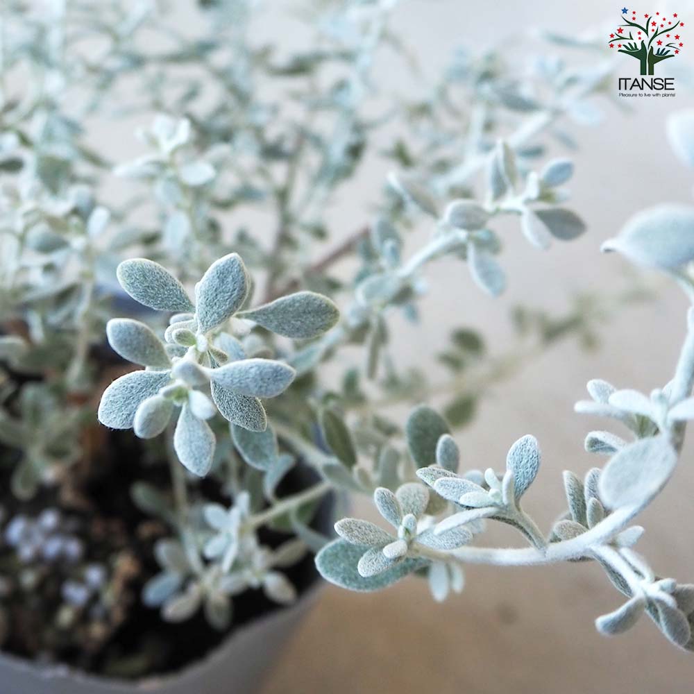 オレアリア リトルスモーキー【花苗 3号ポット苗】