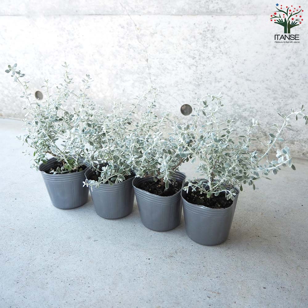 オレアリア リトルスモーキー【花苗 3号ポット苗】