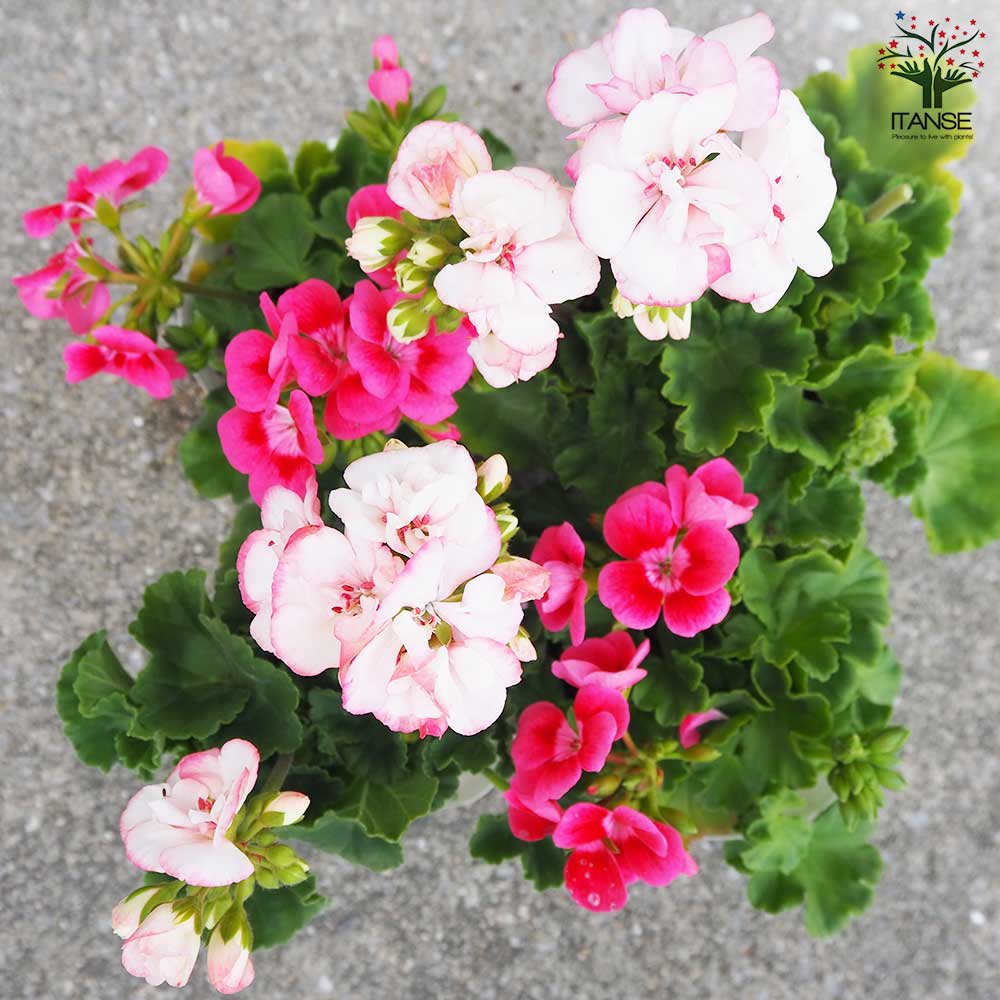 ゼラニウム 2品種セット【花苗 3.5号】｜ 【植物のITANSE