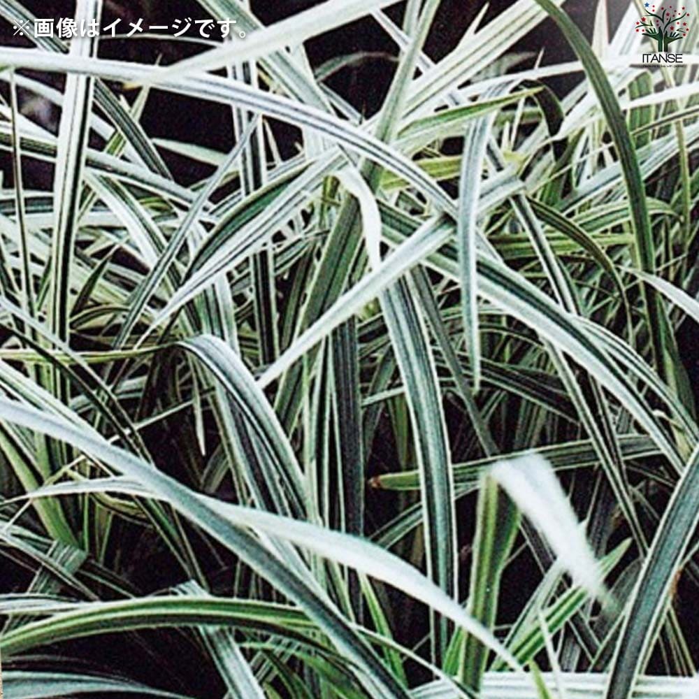 リュウノヒゲ スノードラゴン2個～【花苗 9cmポット】