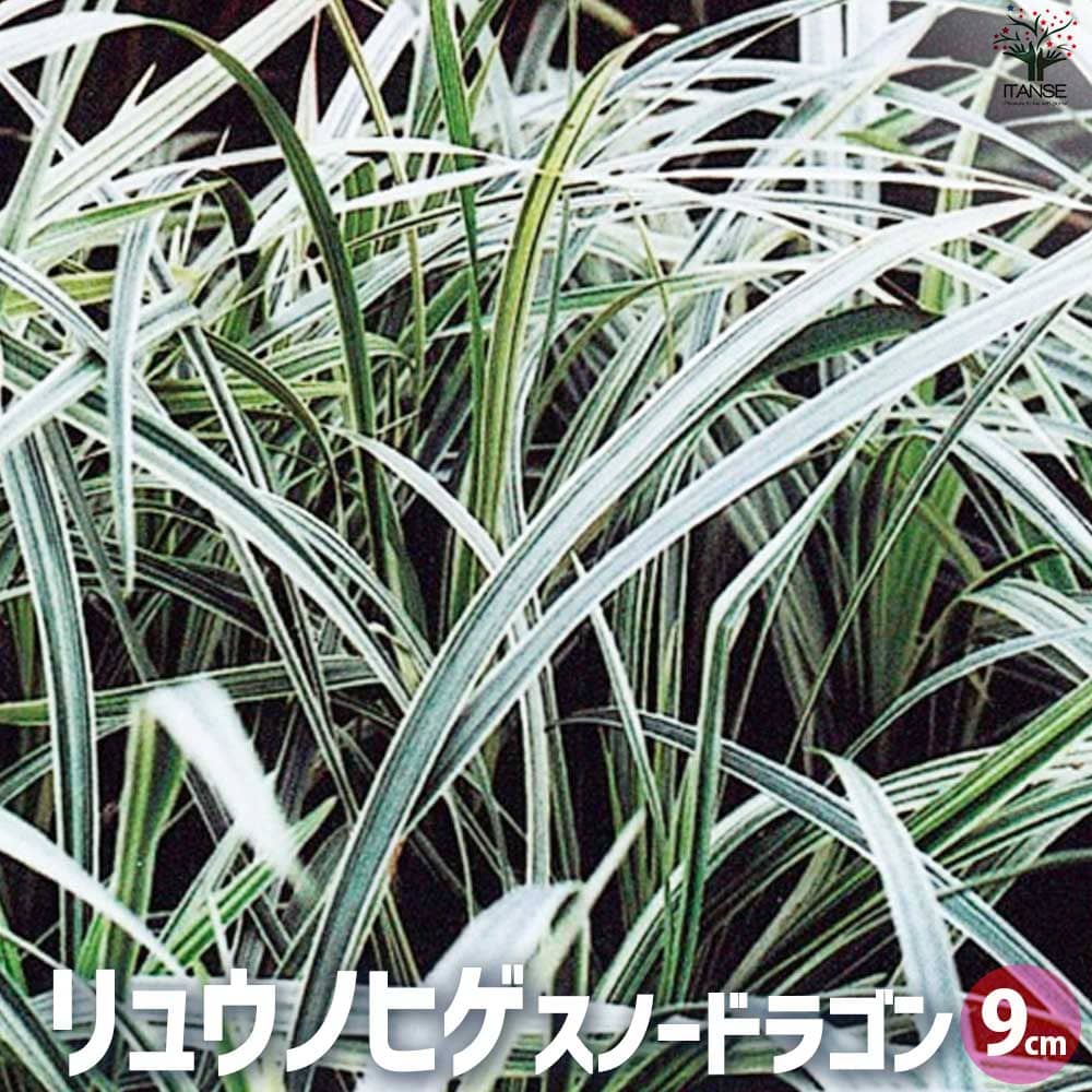 リュウノヒゲ スノードラゴン2個～【花苗 9cmポット】