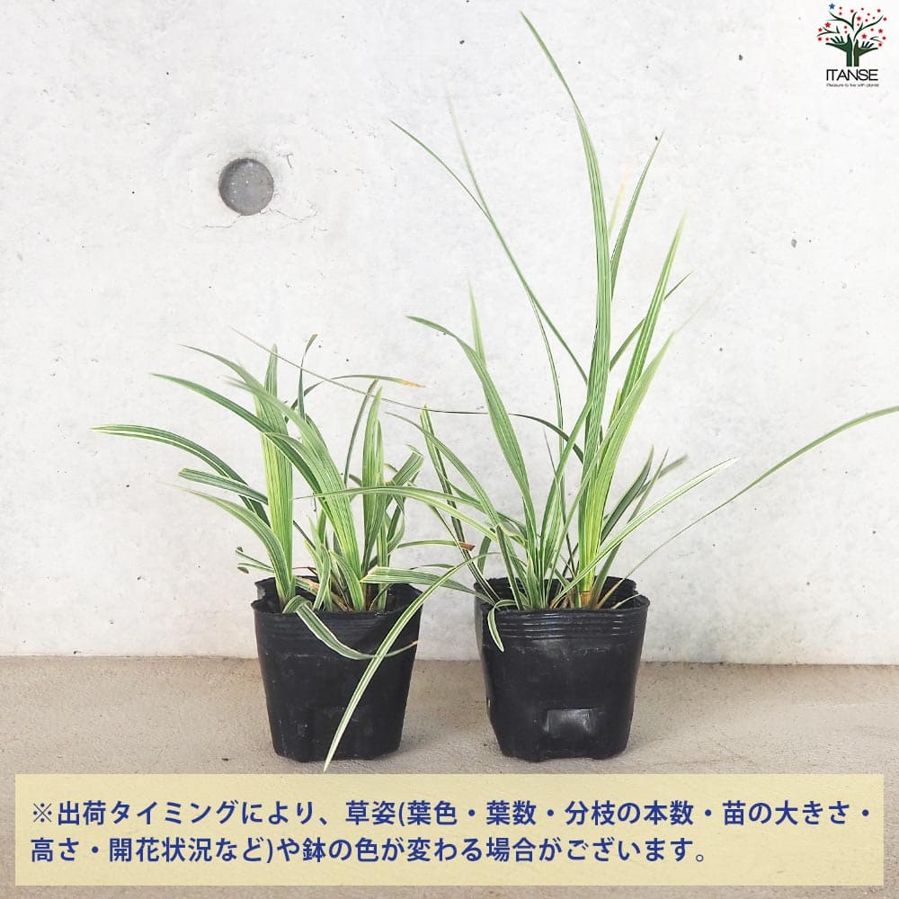 リュウノヒゲ スノードラゴン2個～【花苗 9cmポット】｜ 【植物の