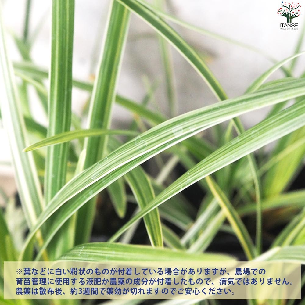 リュウノヒゲ スノードラゴン2個～【花苗 9cmポット】