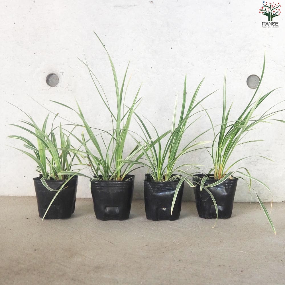 リュウノヒゲ スノードラゴン2個～【花苗 9cmポット】