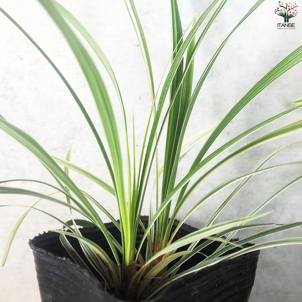 リュウノヒゲ スノードラゴン2個～【花苗 9cmポット】