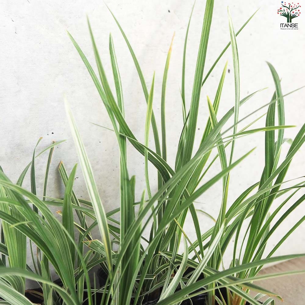 リュウノヒゲ スノードラゴン2個～【花苗 9cmポット】