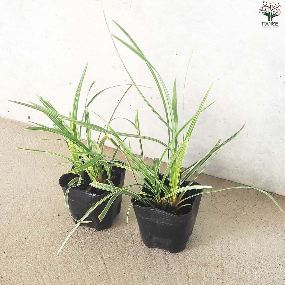 リュウノヒゲ スノードラゴン2個～【花苗 9cmポット】