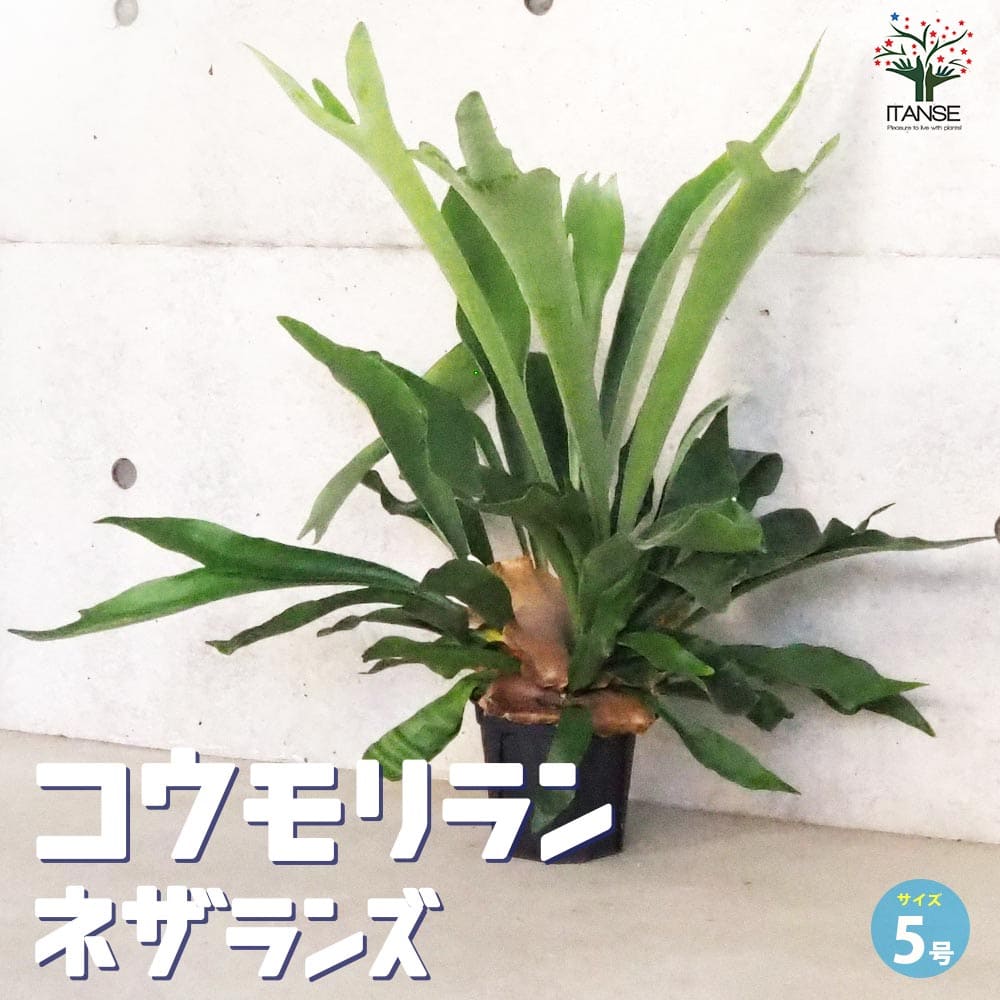 コウモリラン ネザランズ(ネザーランド)【観葉植物 5号鉢】