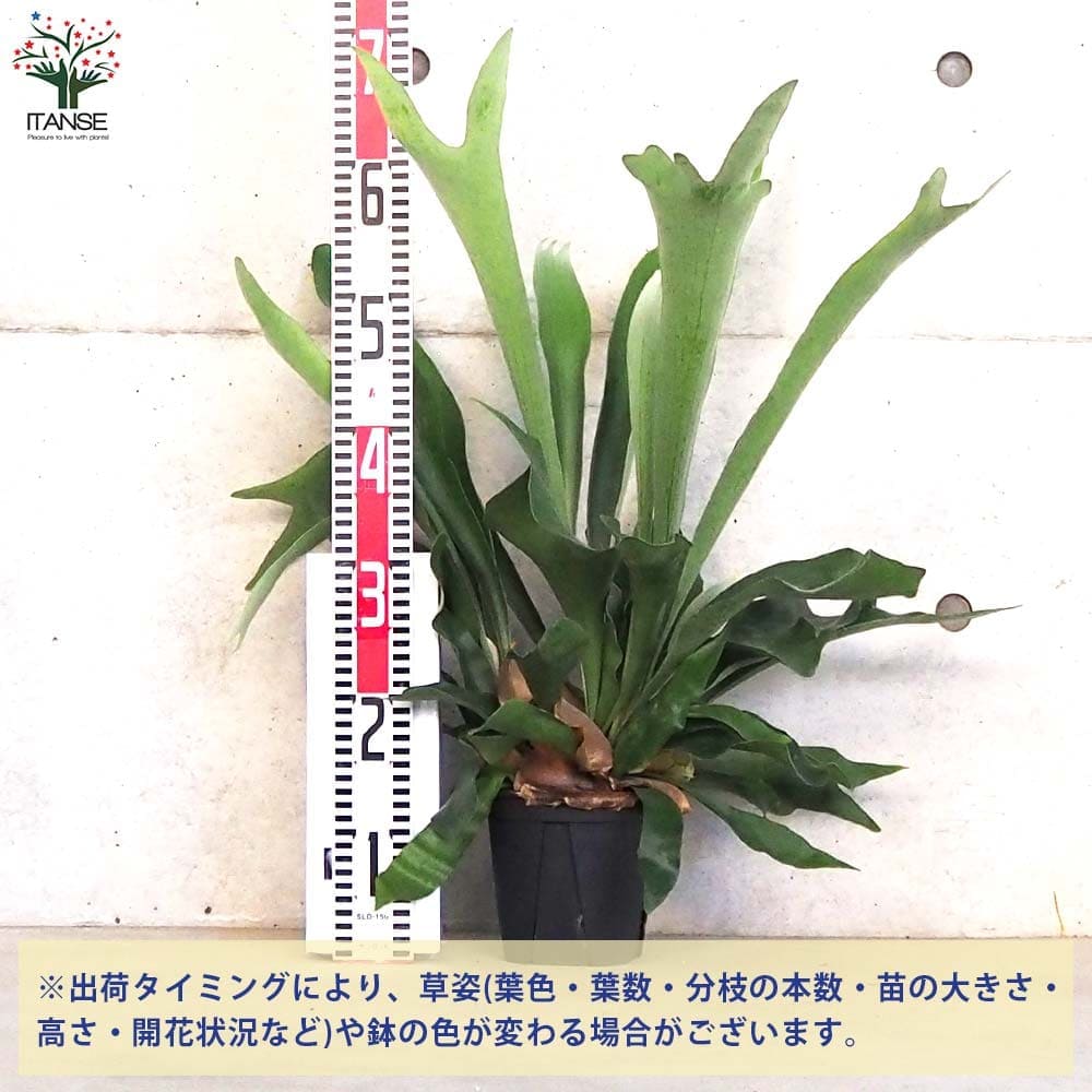 コウモリラン ネザランズ(ネザーランド)【観葉植物 5号鉢】