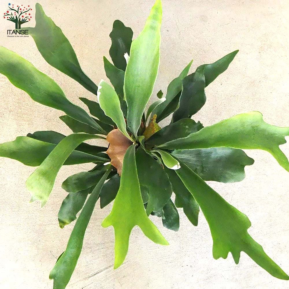 コウモリラン ネザランズ(ネザーランド)【観葉植物 5号鉢】