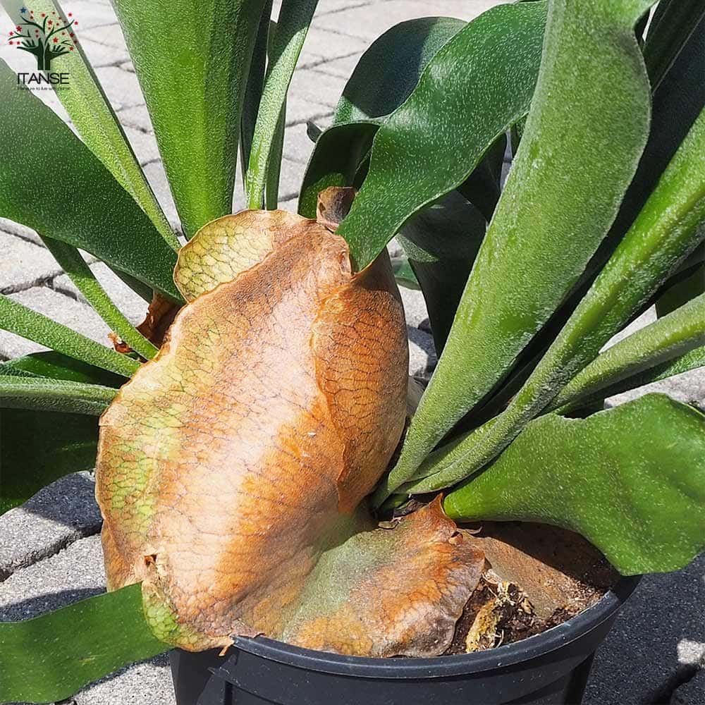 コウモリラン ネザランズ(ネザーランド)【観葉植物 5号鉢】