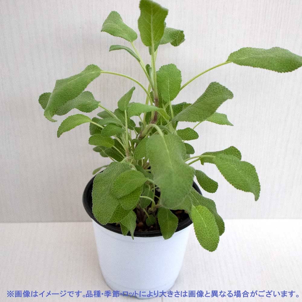 セージ グローワーズフレンド 10.5cm2個～【おうちで簡単！育て