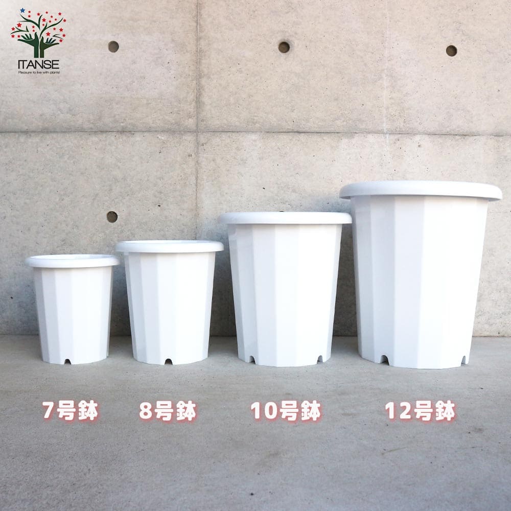 長鉢 【資材 10号】