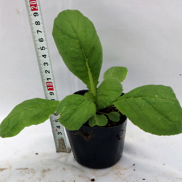 「美味しい”冬どり白菜”の苗」黄芯系中晩生品種【野菜苗9cmポット お買い得3個セット】