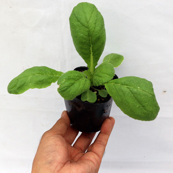 「美味しい”冬どり白菜”の苗」黄芯系中晩生品種【野菜苗9cmポット お買い得3個セット】