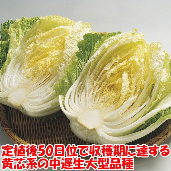 「美味しい”冬どり白菜”の苗」黄芯系中晩生品種【野菜苗9cmポット お買い得3個セット】