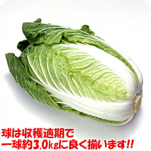 「美味しい”冬どり白菜”の苗」黄芯系中晩生品種【野菜苗9cmポット お買い得3個セット】