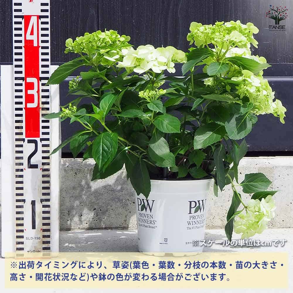 アジサイ ラグランジア シャンデリーニ 【花木苗 5号鉢／1個売り】
