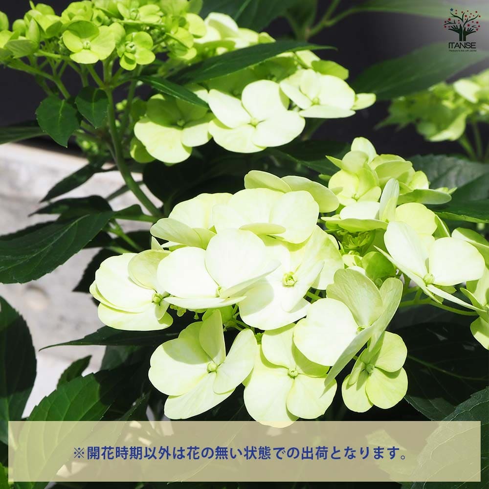 【花苗】ラグランジア　シャンデリーニ　タグ付き　正規品　お花開花中 花苗】ラグランジア シャンデリーニ タグ付き 正規品 お花開花中