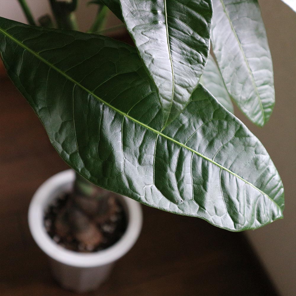 パキラ【大型 観葉植物 8号鉢／1個】｜ 【植物のITANSE】全品