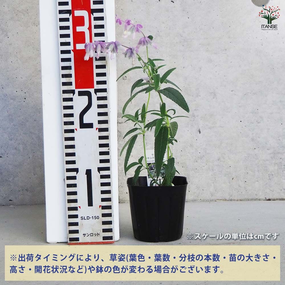 セージ メキシカンブッシュ 【ハーブの苗 9cmポット/お買い得3個セット】