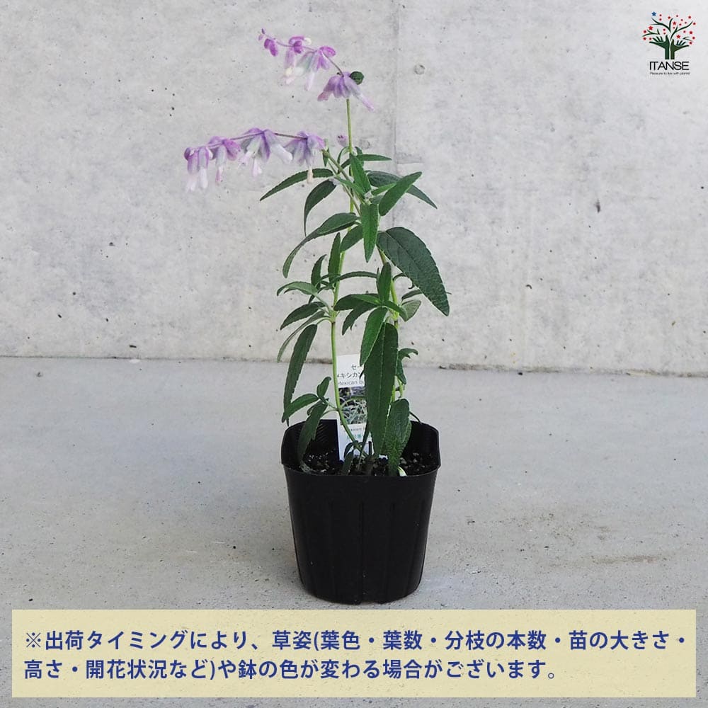 セージ メキシカンブッシュ 【ハーブの苗 9cmポット/お買い得3個セット】