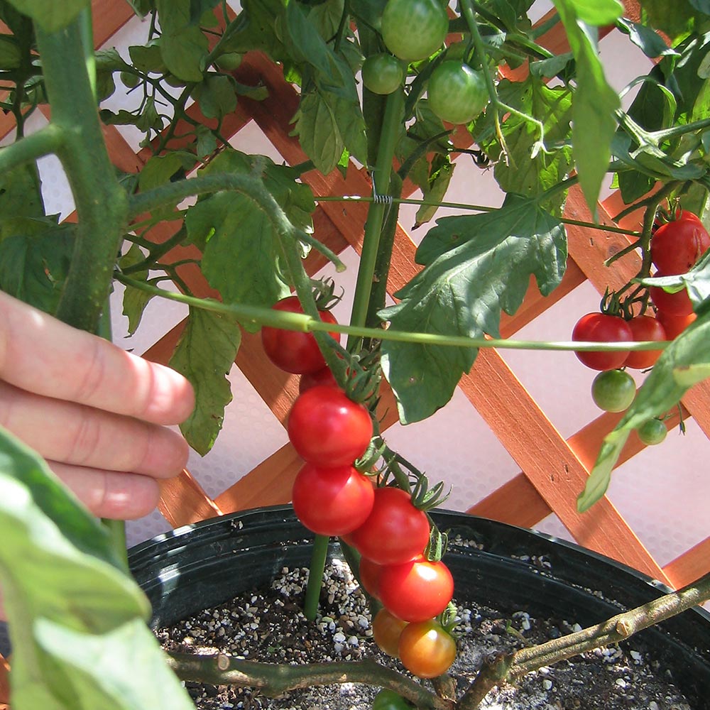 人気の秋野菜3種セット セット品種：秋トマト・秋きゅうり・秋なすび【野菜苗 9cmポット自根苗 各1個/合計3個】