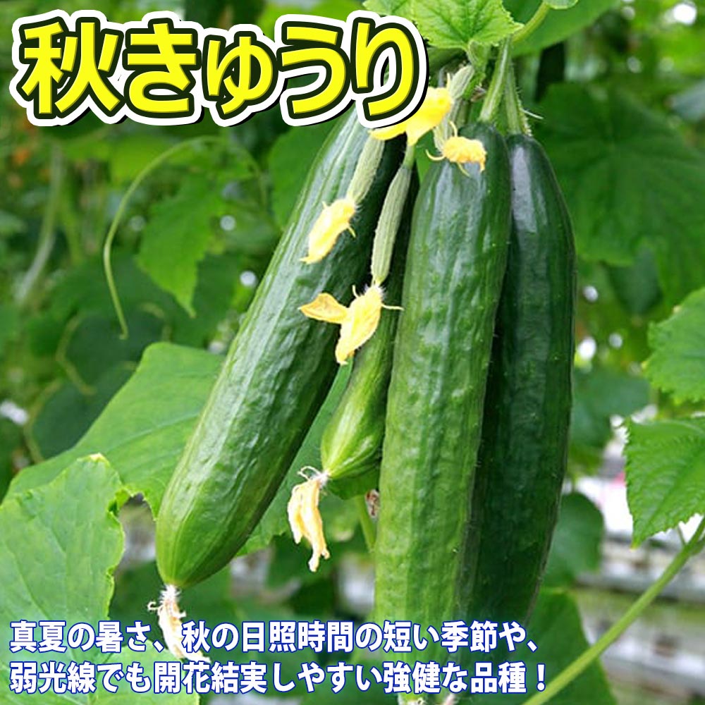 人気の秋野菜3種セット セット品種：秋トマト・秋きゅうり・秋なすび【野菜苗 9cmポット自根苗 各1個/合計3個】