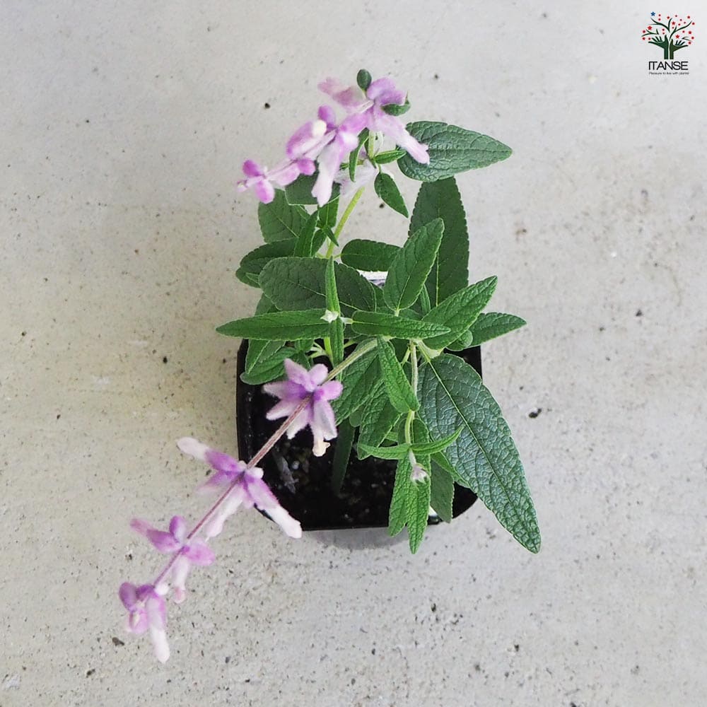 セージ メキシカンブッシュ 【ハーブの苗 9cmポット/お買い得3個セット】