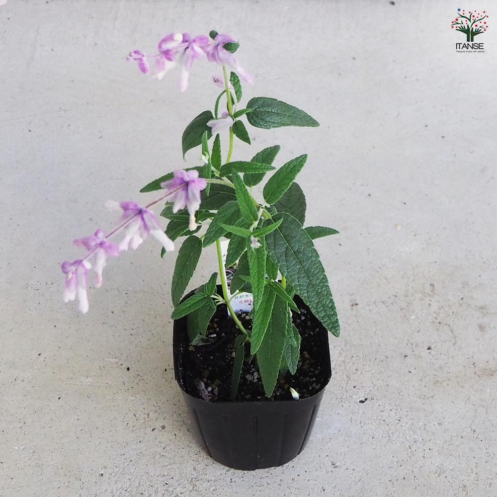 セージ メキシカンブッシュ 【ハーブの苗 9cmポット/お買い得3個セット】