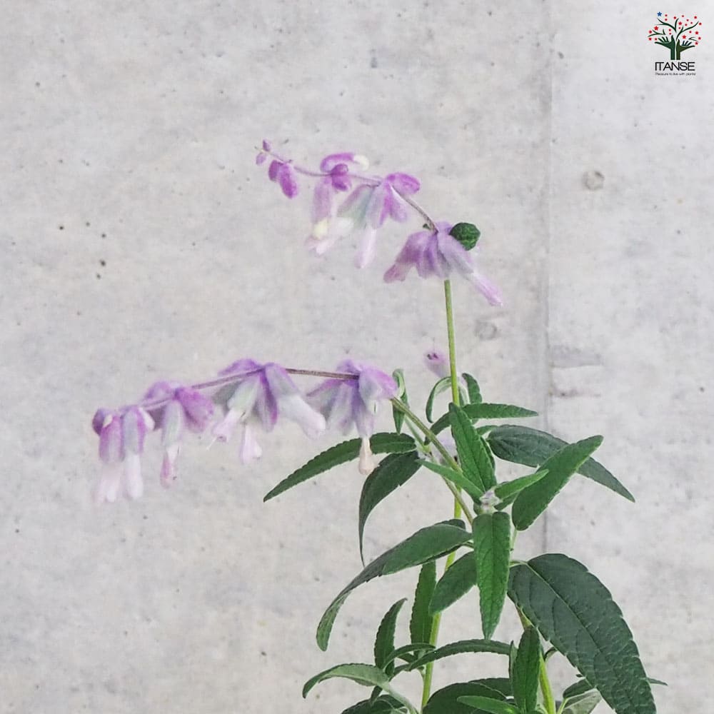 セージ メキシカンブッシュ 【ハーブの苗 9cmポット/お買い得3個セット】