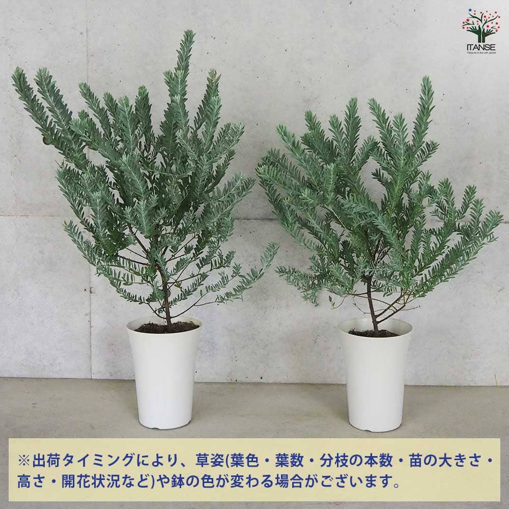 ②　アカシアブルーブッシュ　8号　特大苗木最高等級極上品‼️ ② アカシア ブルーブッシュ 8号 特大苗木最高等級 - メルカリ