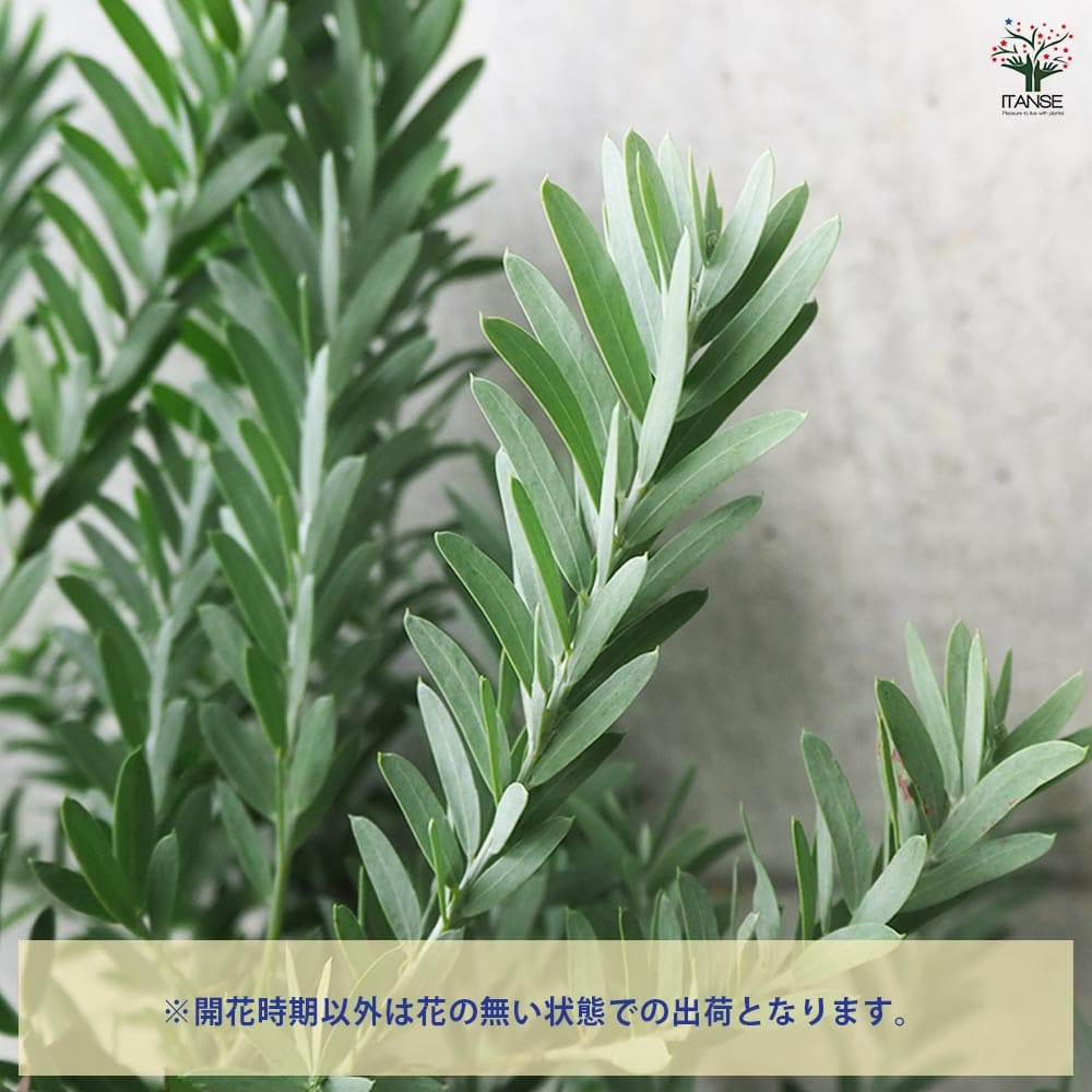 き*う様 アカシア ブルーブッシュ 大苗 高さ150㌢横135㌢ き*う様