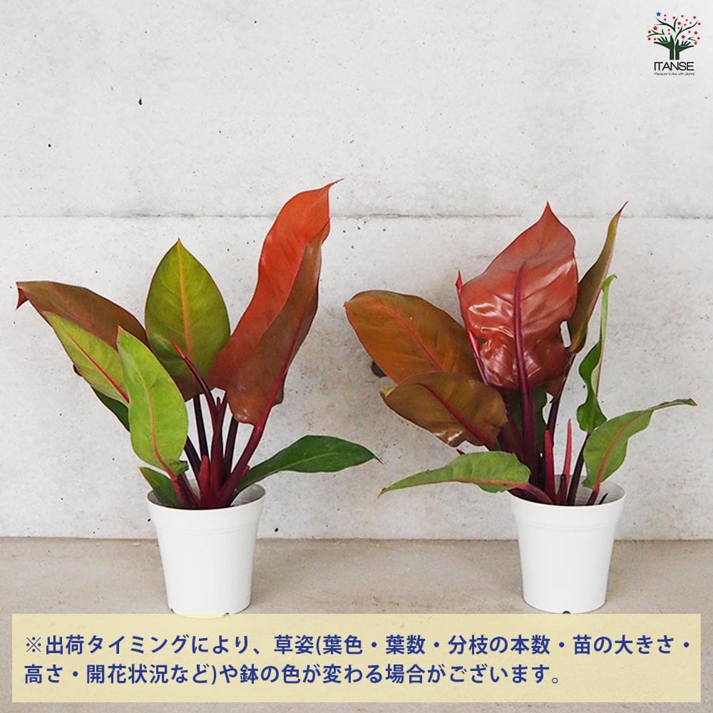 フィロデンドロン プリンスオブオレンジ 【観葉植物 5号／1個売り