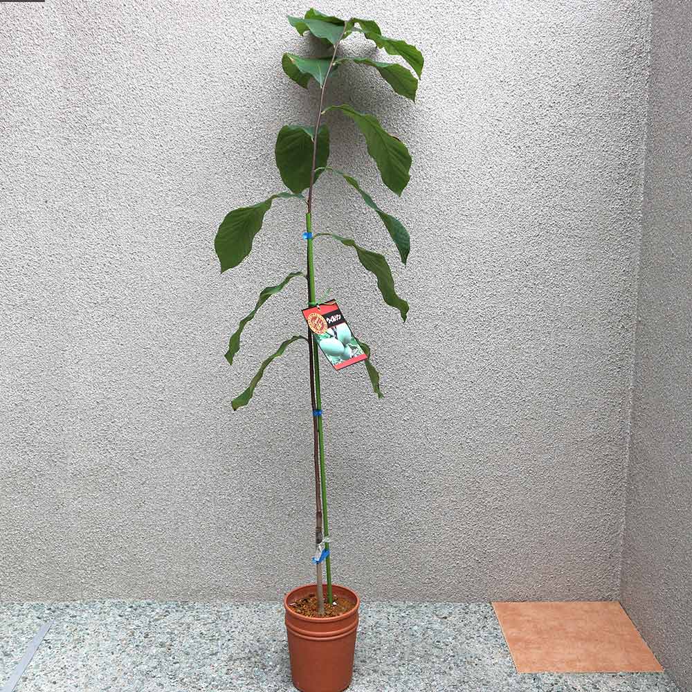 ポポー 品種：ウイルソン【果樹苗 2年生 接木苗 5号鉢／1個】｜ 【植物