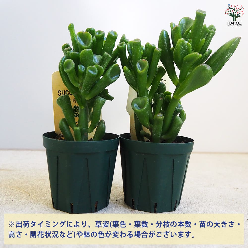 多肉植物 略茶の月 【多肉植物 2.5号鉢／1個売り】｜ 【植物の
