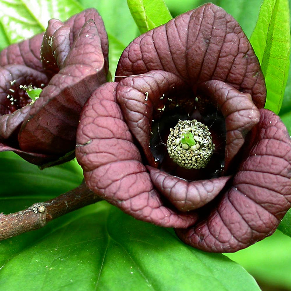 ポポー 品種：ウイルソン【果樹苗 2年生 接木苗 5号鉢／1個】｜ 【植物