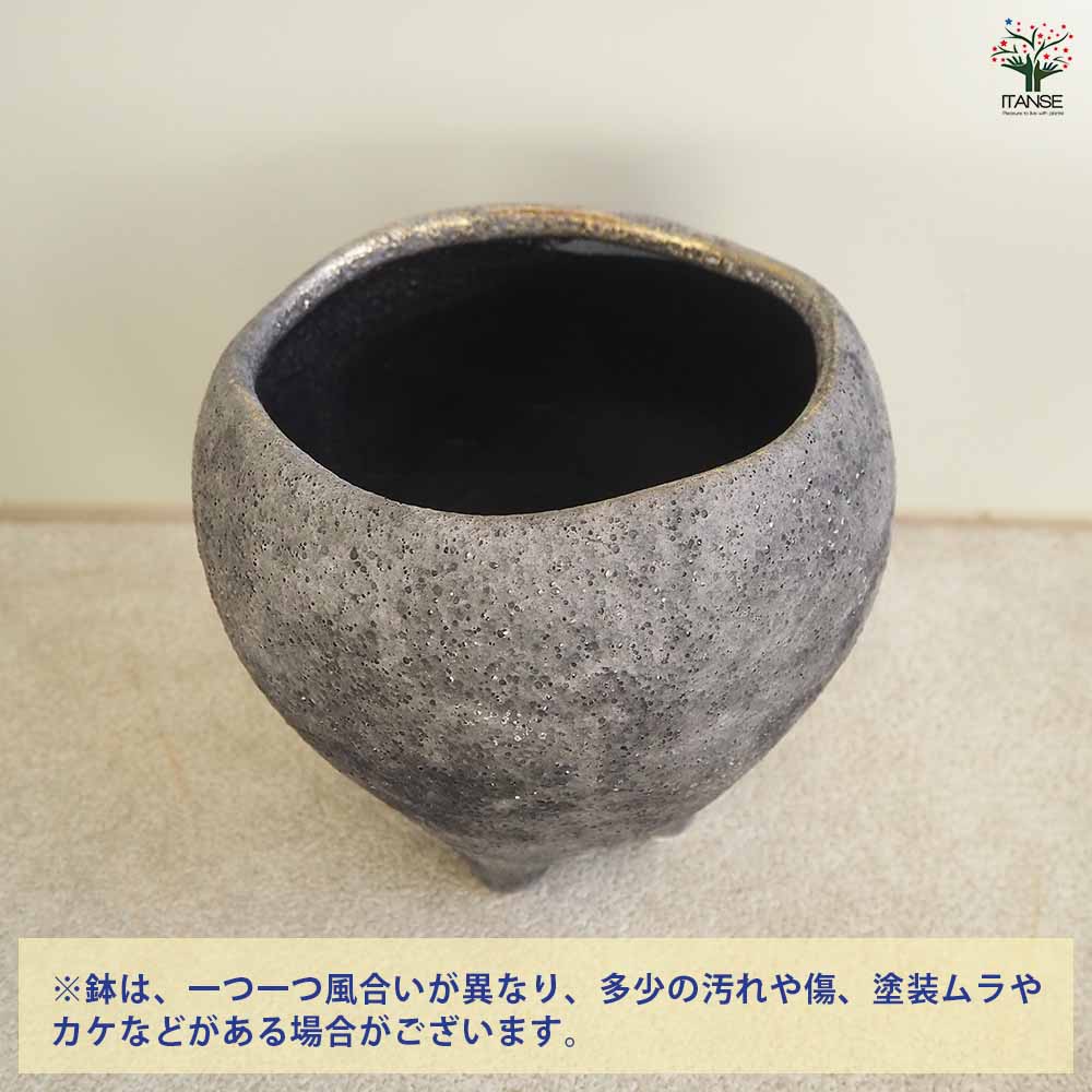 陶器の花模様鉢 花の里-はなのさと- グレイ 【陶器鉢 M】｜ 【植物のITANSE