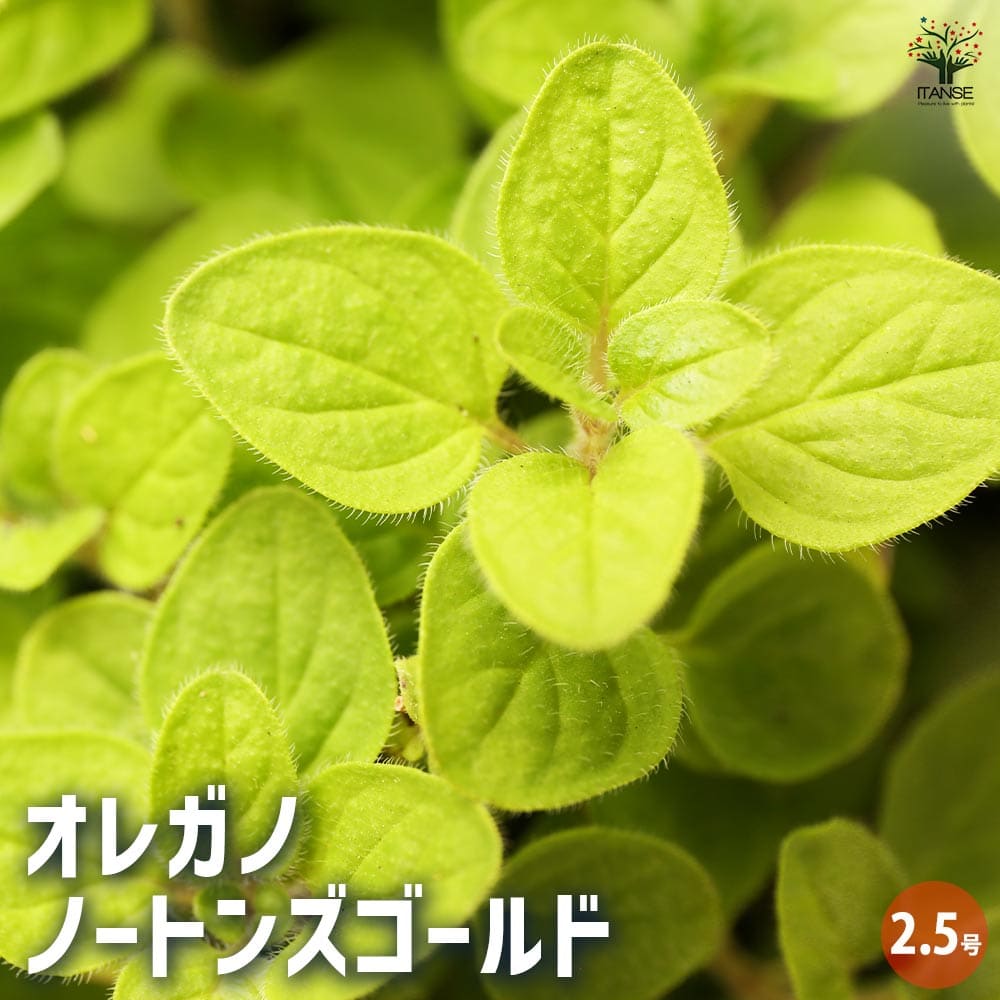 オレガノ ノートンズゴールド 【花苗 2.5号ポット】
