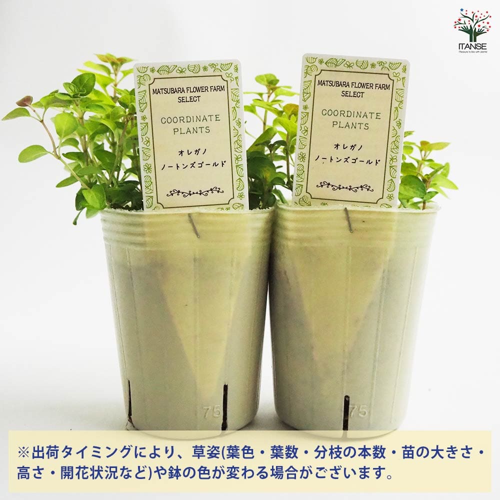 オレガノ ノートンズゴールド 【花苗 2.5号ポット】
