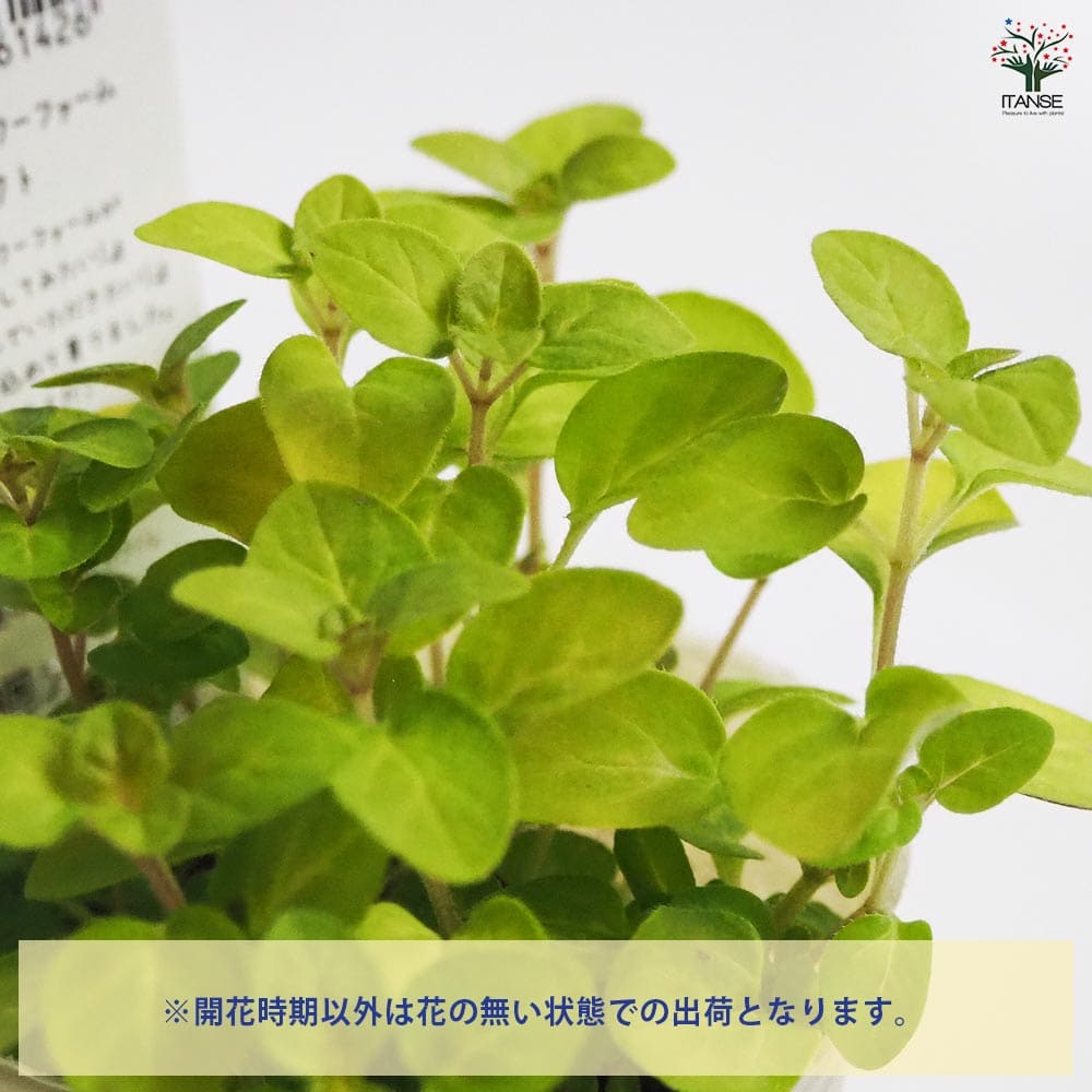 オレガノ ノートンズゴールド 【花苗 2.5号ポット】