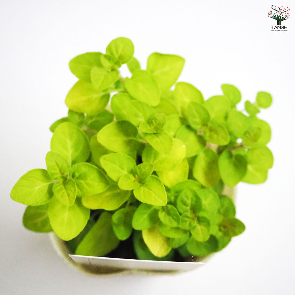 オレガノ ノートンズゴールド 【花苗 2.5号ポット】