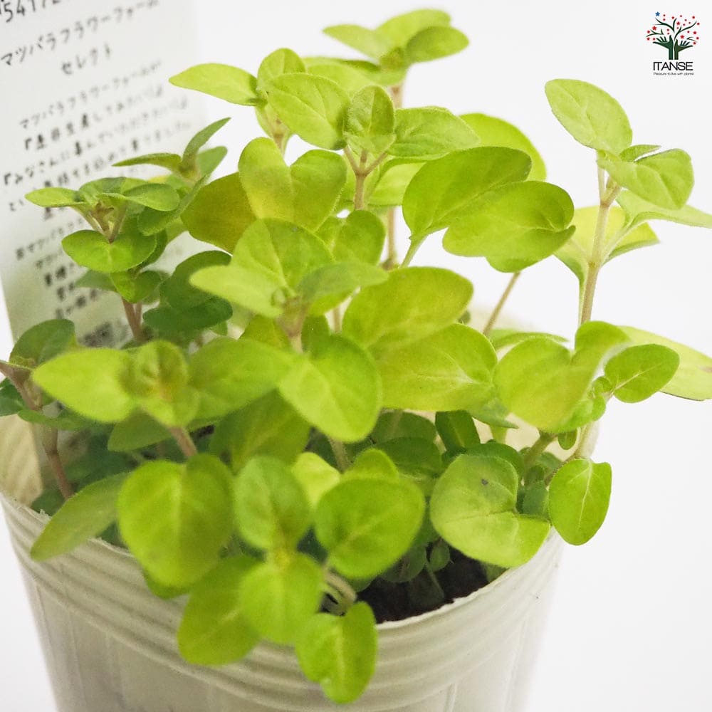 オレガノ ノートンズゴールド 【花苗 2.5号ポット】